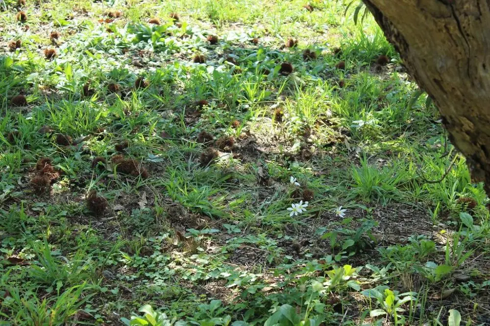 落ちているイガ