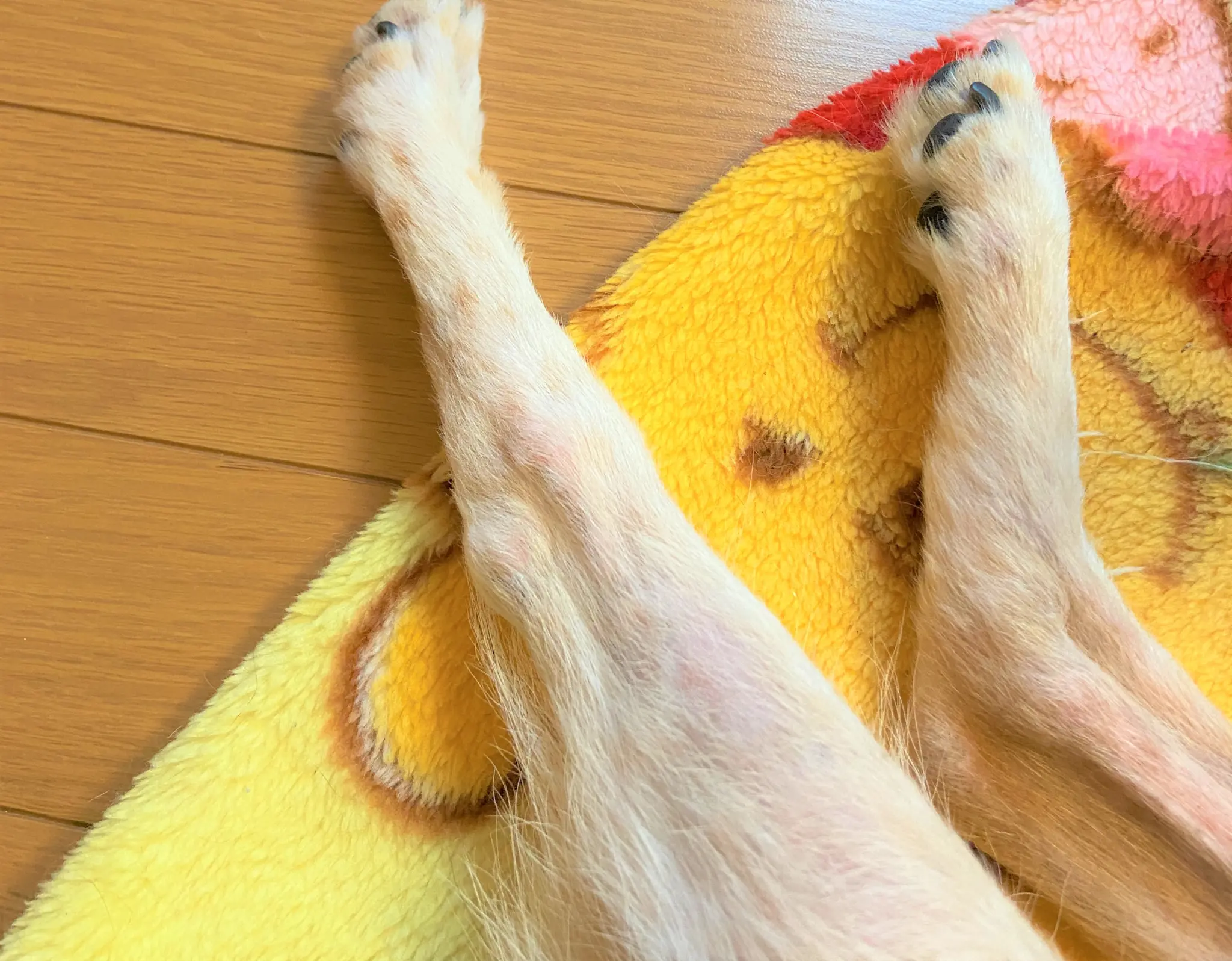 犬の脚
