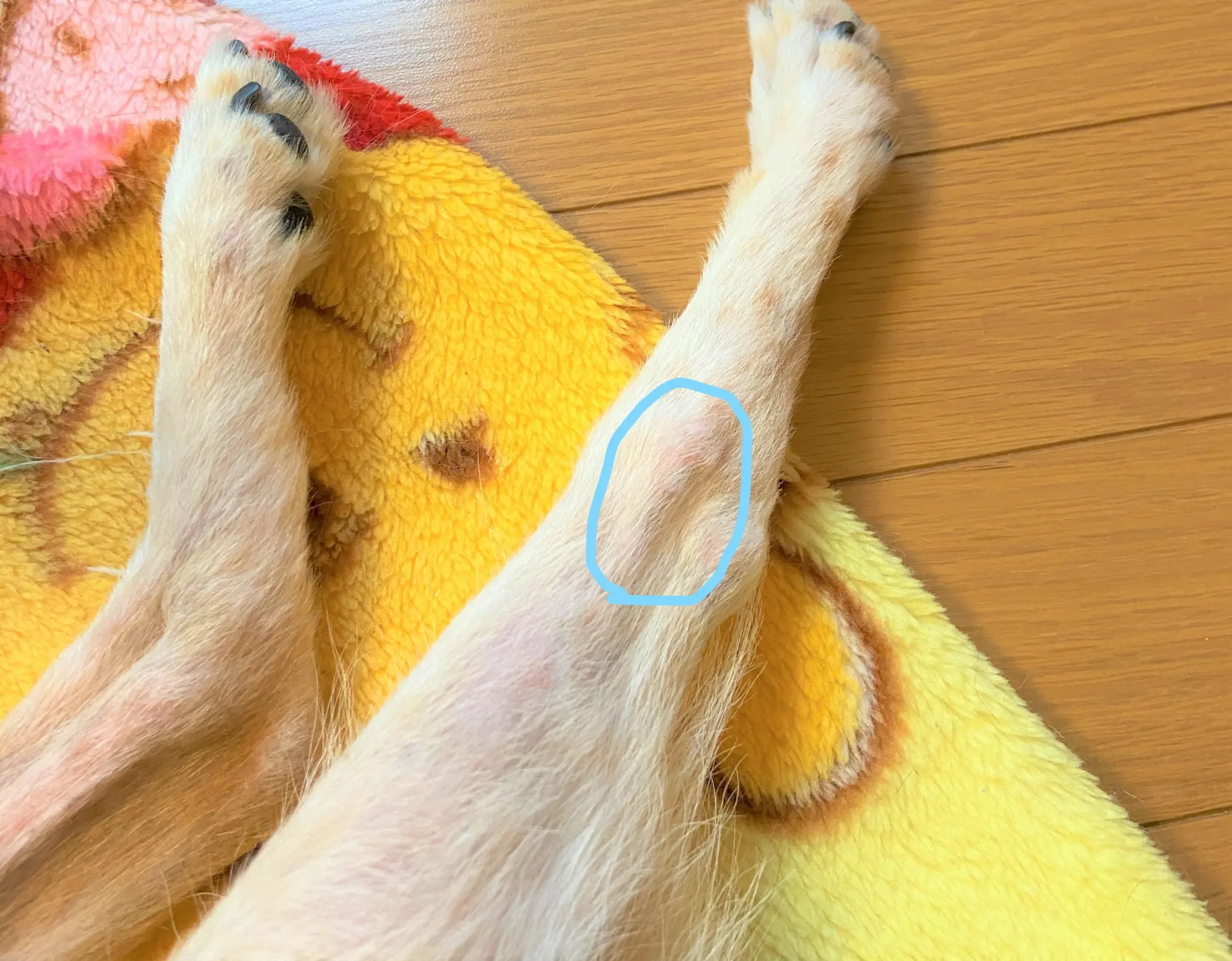犬の脚