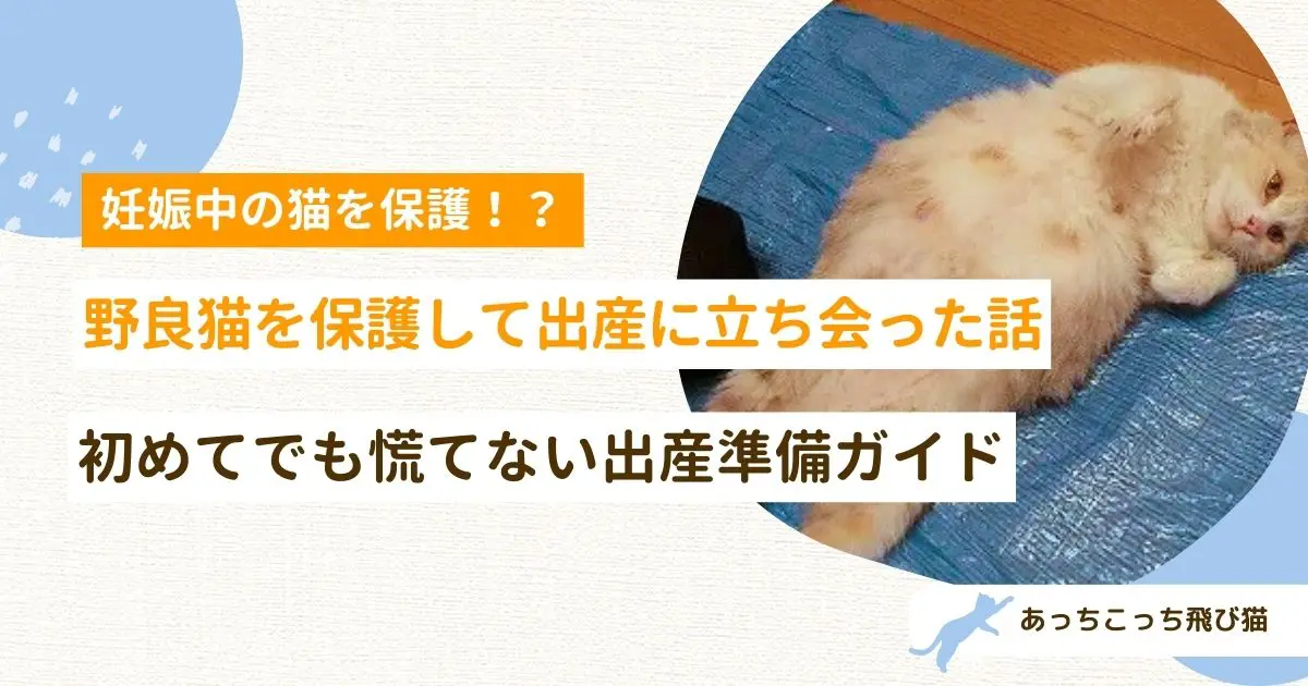 猫の出産
