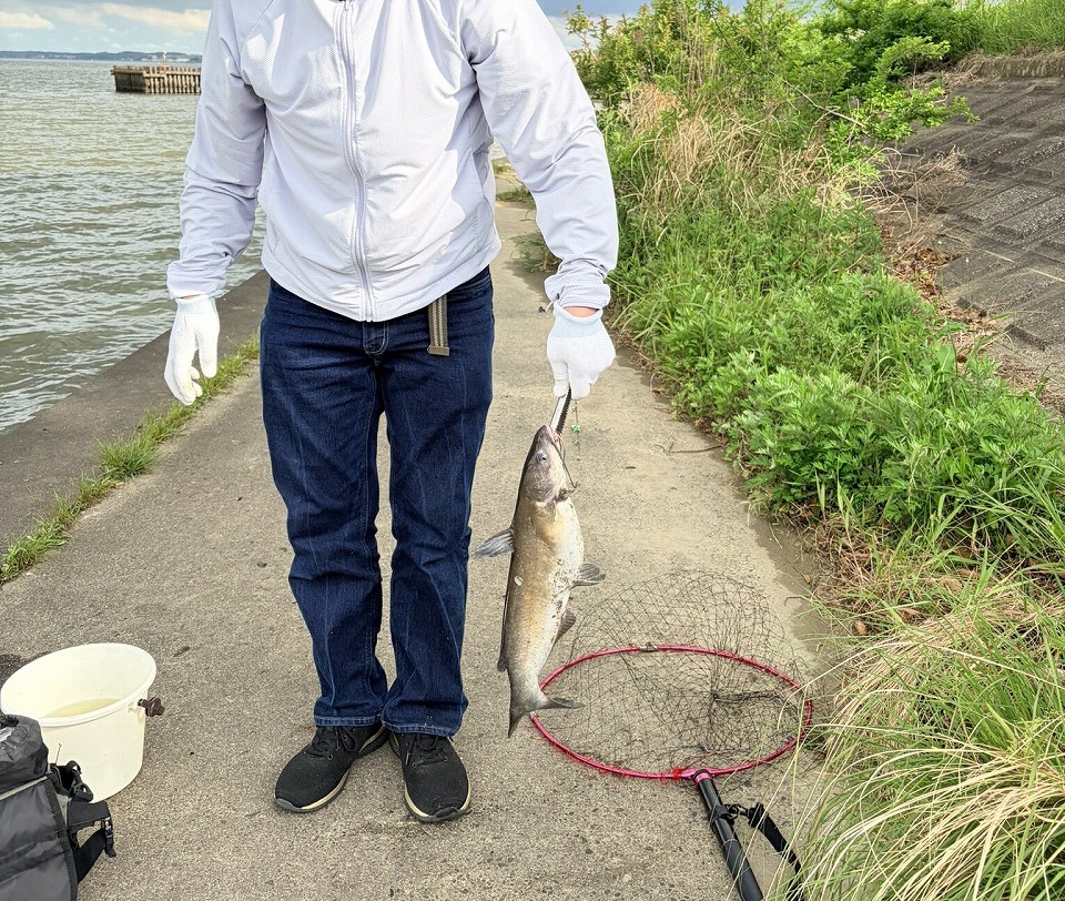 アメナマ
