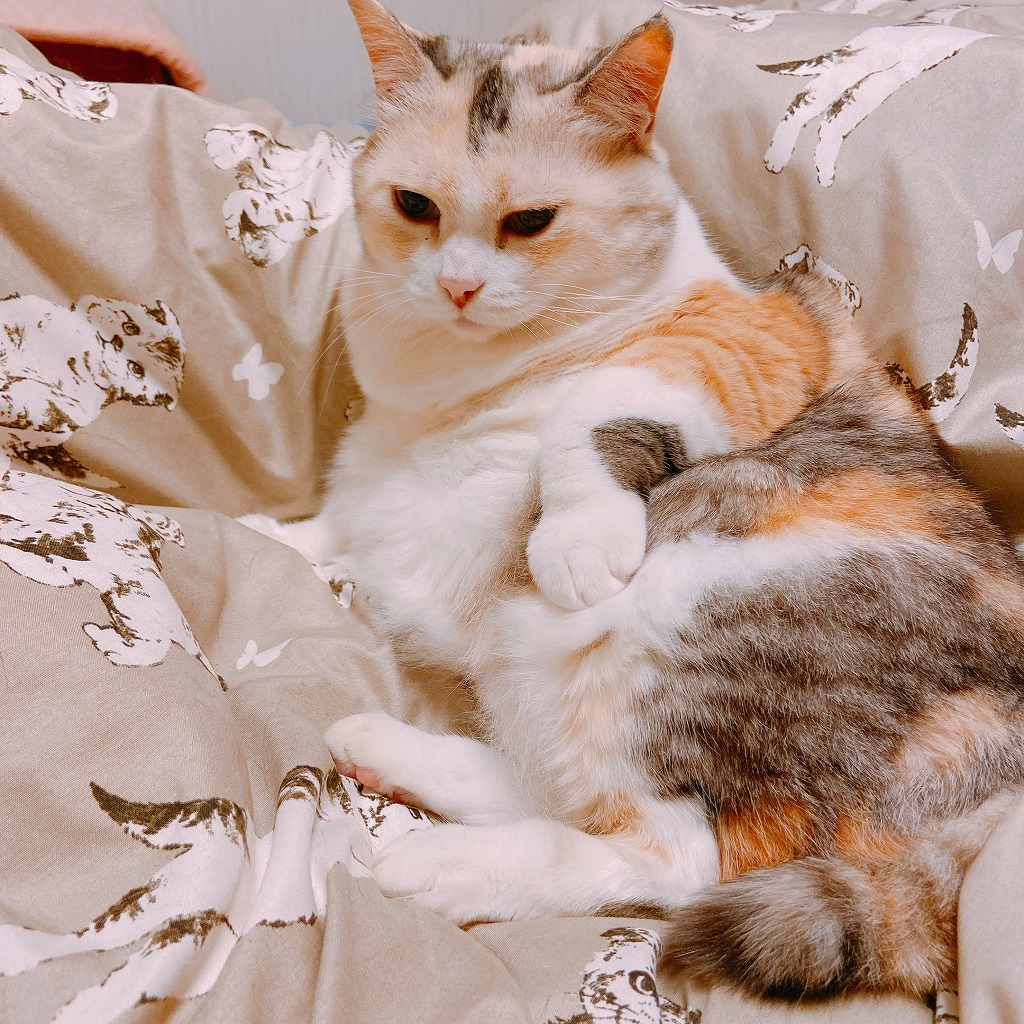 短毛種