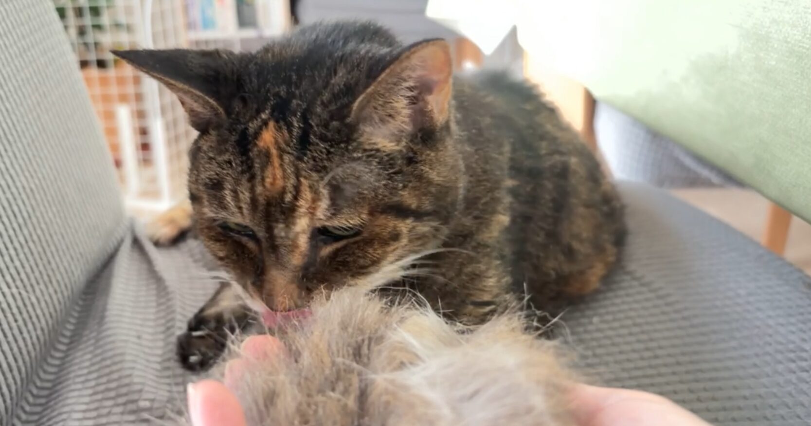 猫毛